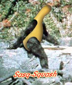Sasq-Squash