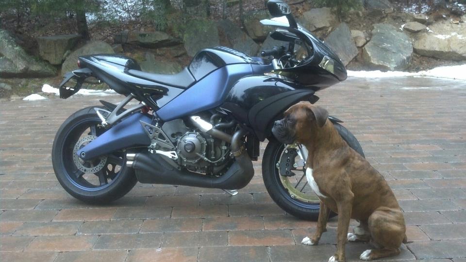 bike and pooch