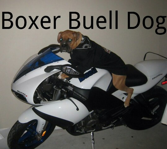 Boxer Buell Dog