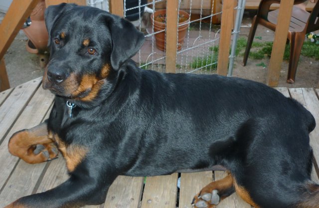 A rottweiler is a great dog.
