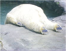 unibear after too many