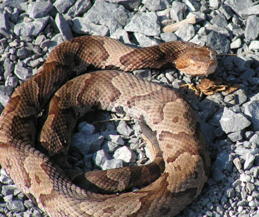 snake at the overlook