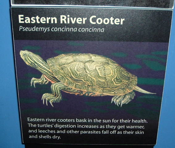 Eastern River COOTER