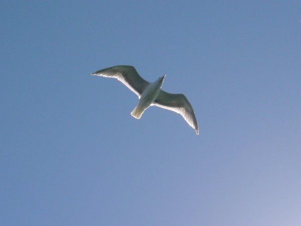 SeaGull Wall Paper Photo