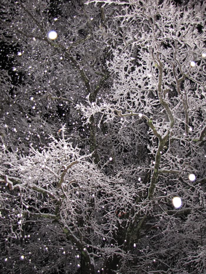 Kilgore, Texas Snow-Covered Tree at Night #1