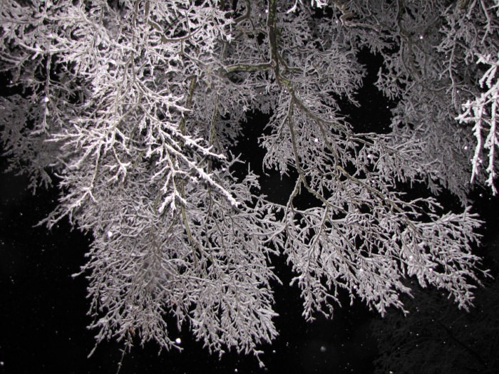 Kilgore, Texas Snow-Covered Tree at Night #2