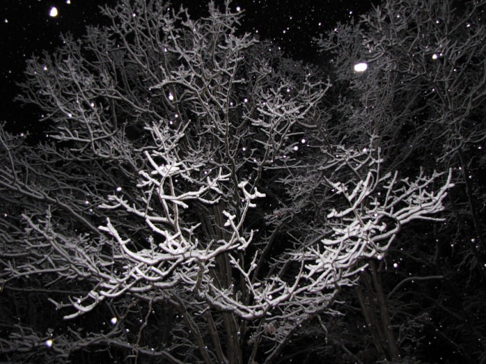 Kilgore, Texas Snow-Covered Tree at Night #3