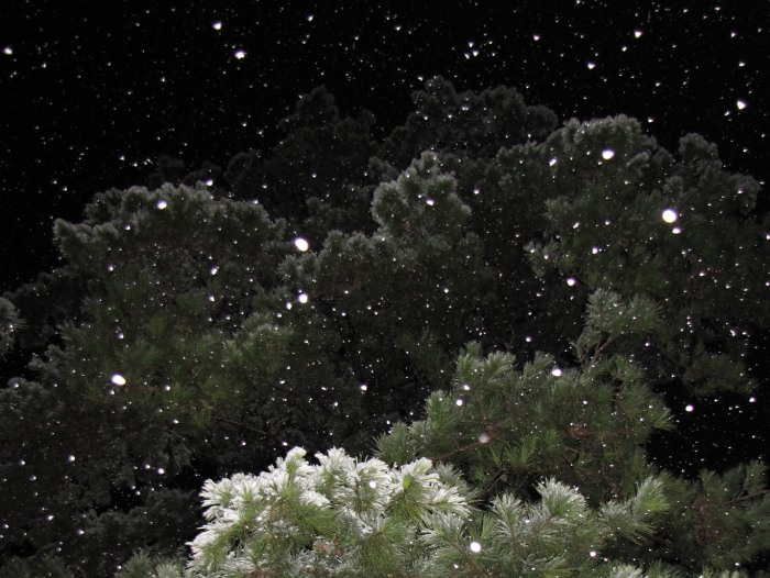 Kilgore, Texas Snow-Covered Pine Tree at Night