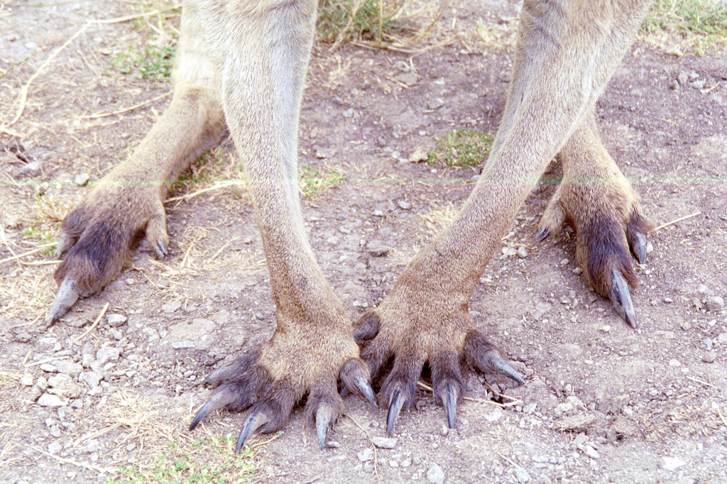 Kangaroo rippers