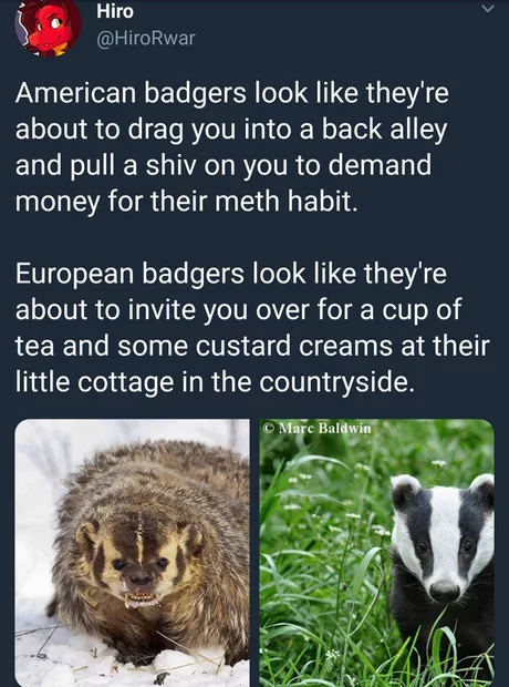 badgers