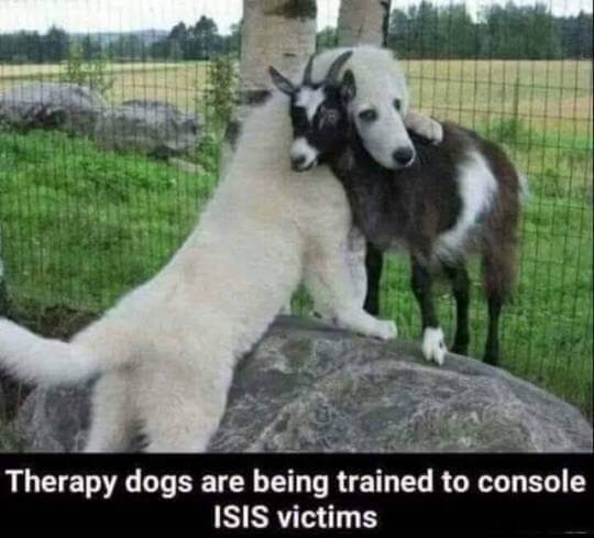therapydogs