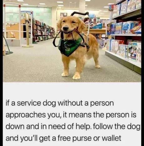 servicedog
