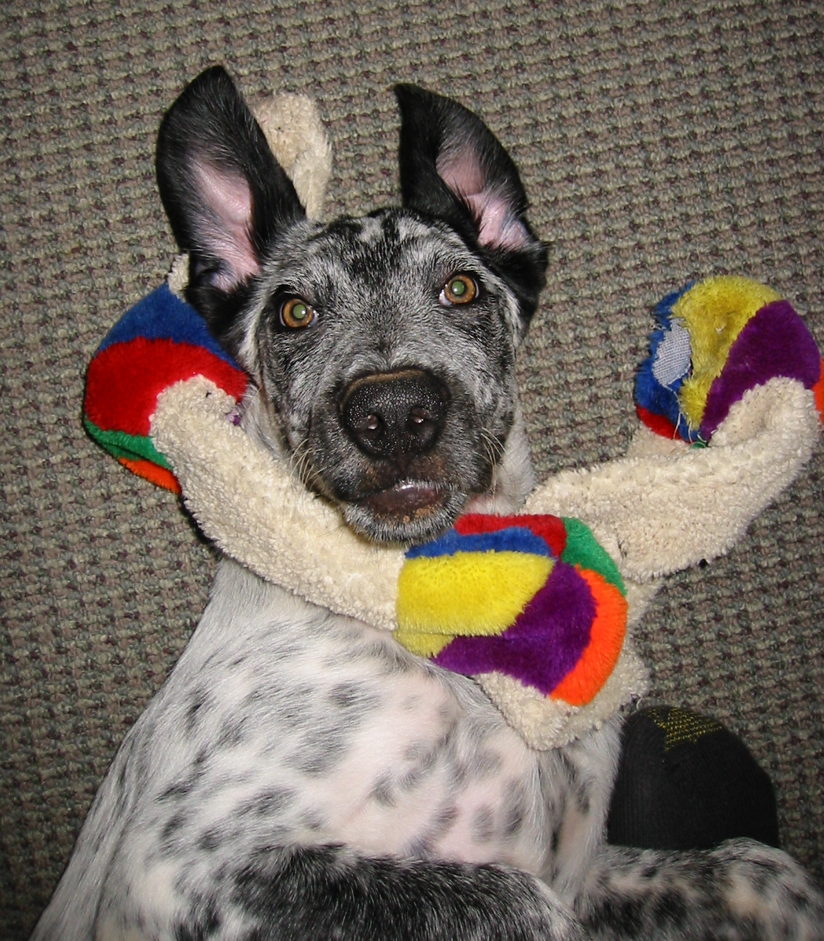 Darrell the Catahoula Leopard Dog at 6 Months
