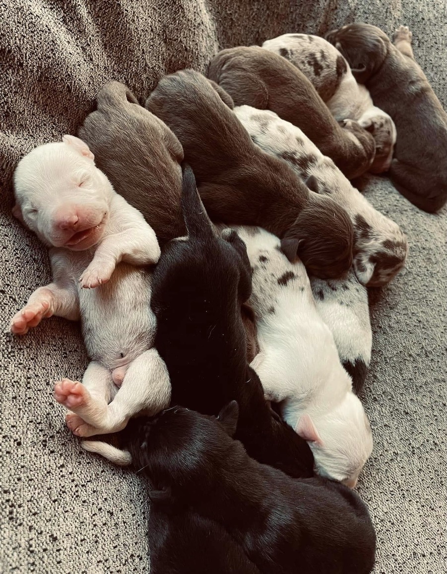 Catahoula Pups, 5 Days Old