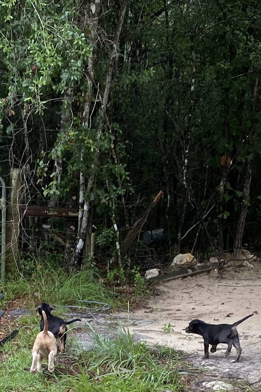 Catahoula Puppy Gang Confronts FL Wilderness