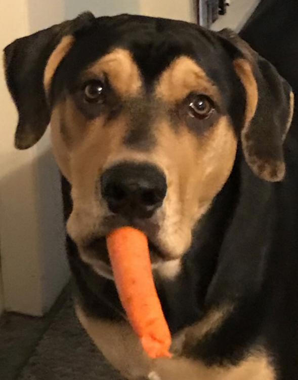 Cru Likes Carrots