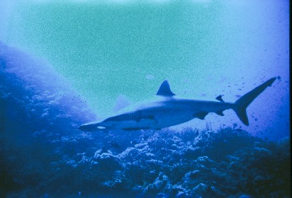 Two Blacktip Reef Sharks