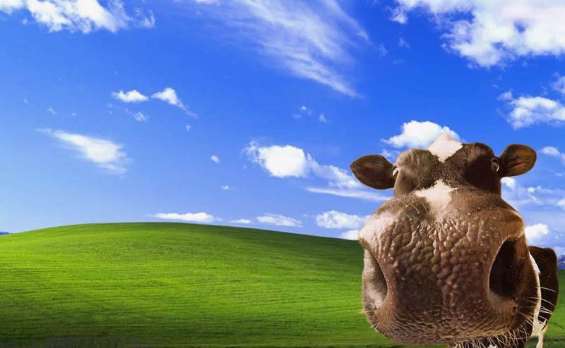 XP_Cow_small
