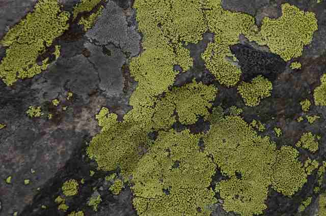 lichen patterns