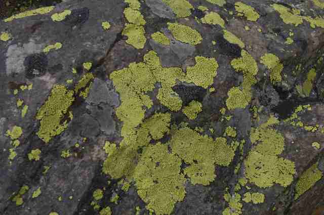 more lichen patterns