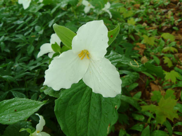 trillium: Ontario's Provincial flower