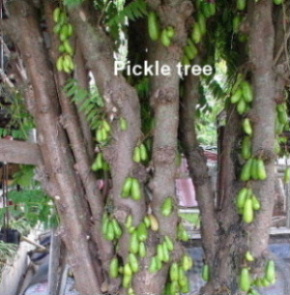 pickle tree