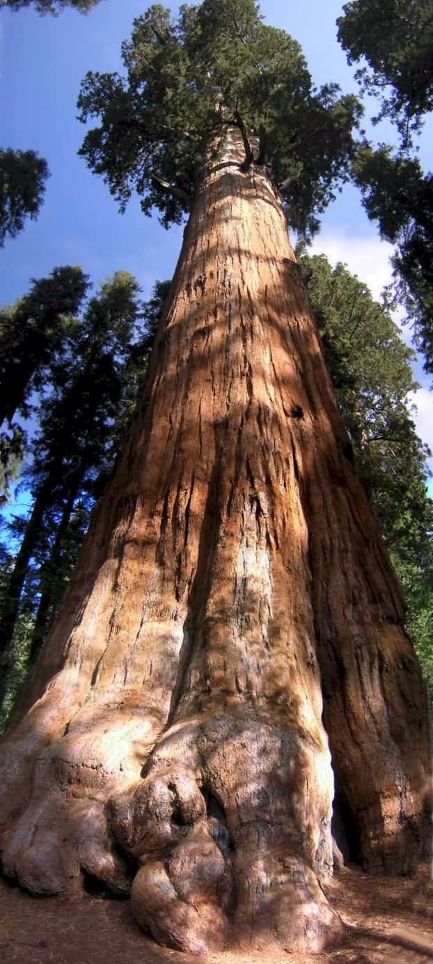 General Sherman From the Roots Up.